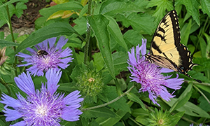 Purple flowers and butterfly.